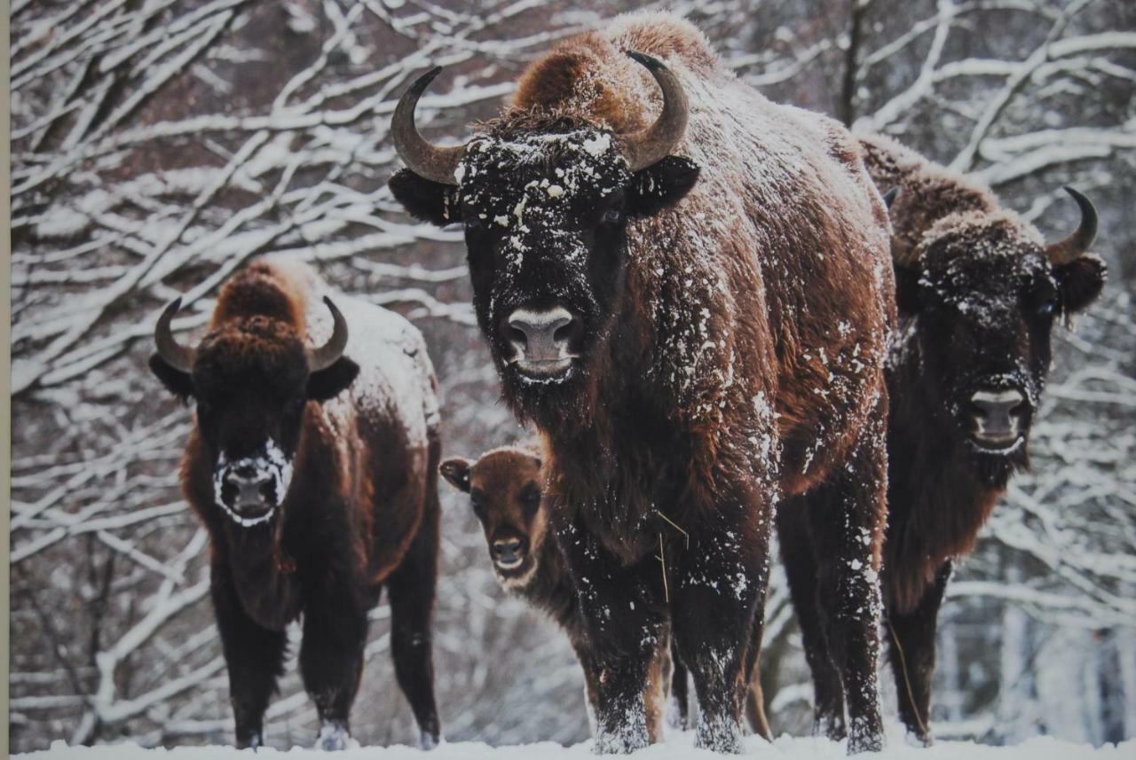 Kamienna Zagroda Bialowieza Ngoại thất bức ảnh